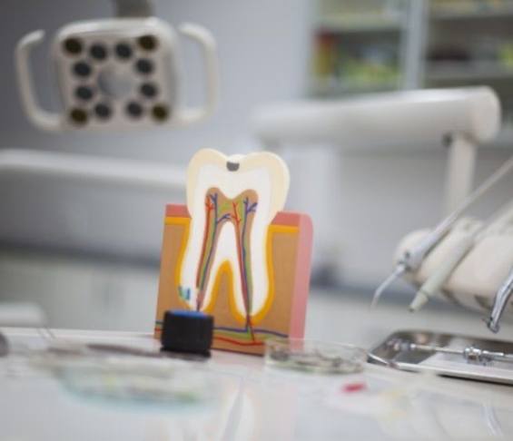 Model of tooth showing the layers inside of it